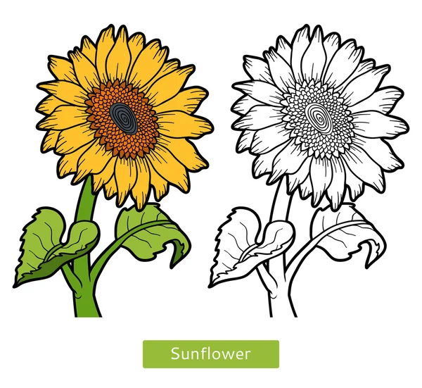 Kleurboek, flower Sunflower — Stockvector
