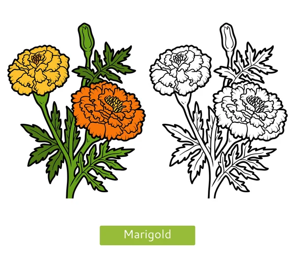 Coloring book, flower Marigold — Stock Vector