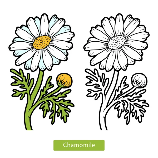 Livro para colorir, flor Camomila —  Vetores de Stock