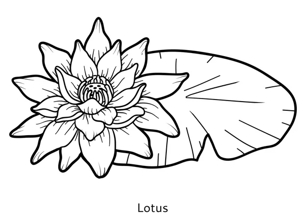 Boyama kitabı, çiçek Lotus — Stok Vektör