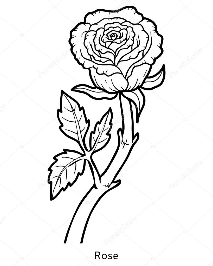 Livre De Coloriage Fleur Rose Image Vectorielle