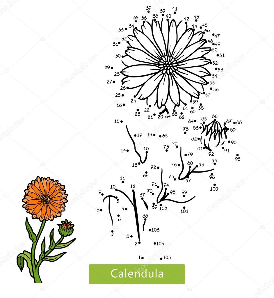 Numbers game for children, flower Calendula