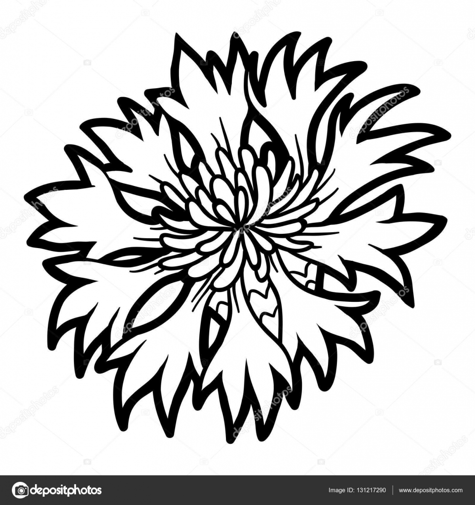 Cornflower Coloring Page