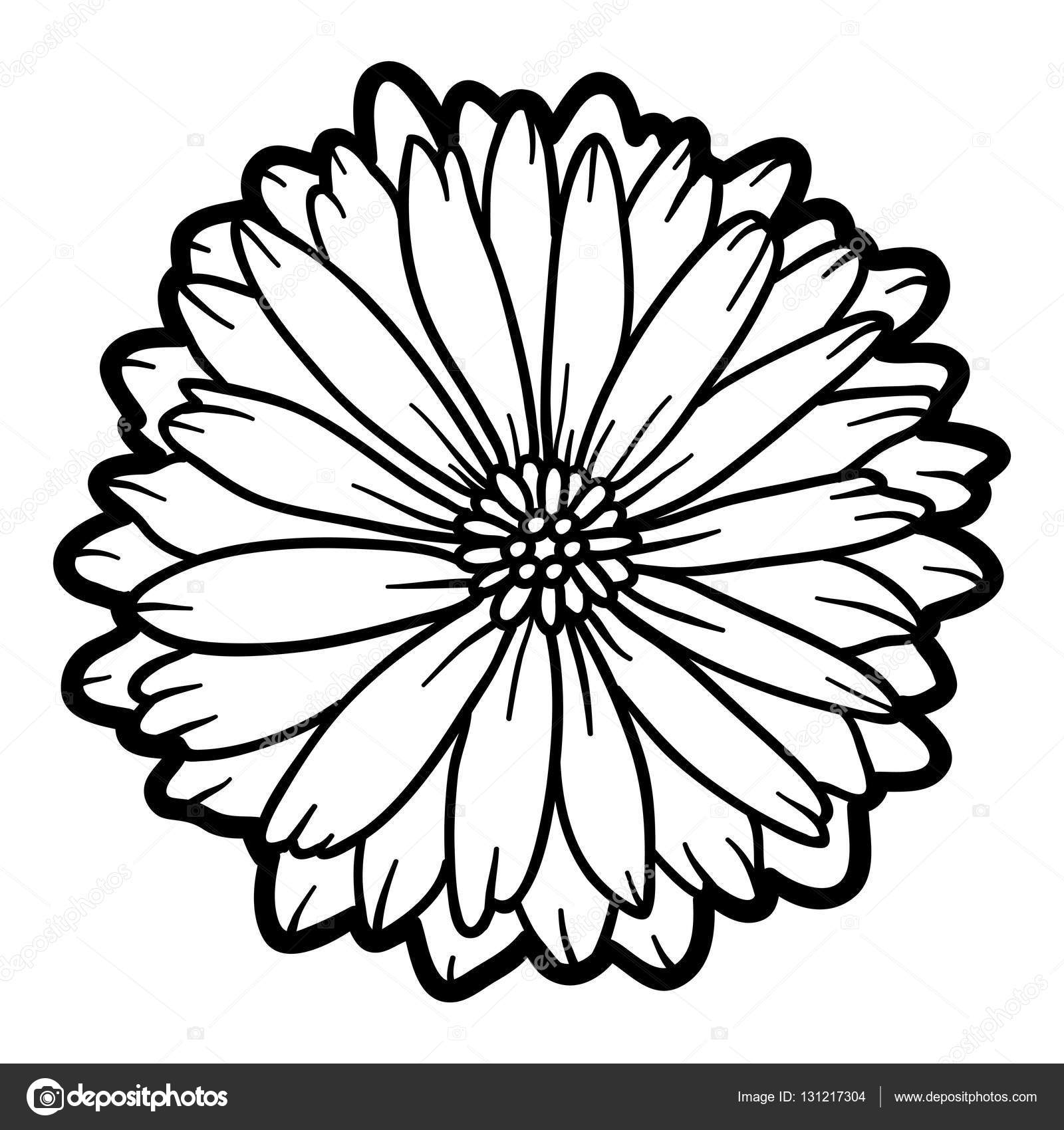 Download Coloring book, flower Calendula — Stock Vector © ksenya ...