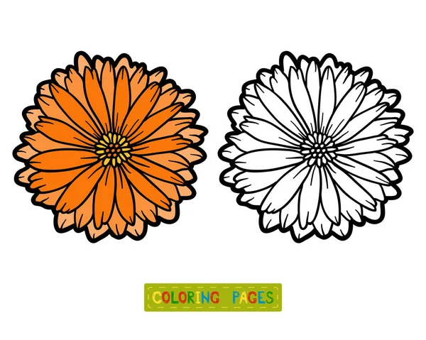 Libro para colorear, caléndula de flores — Archivo Imágenes Vectoriales