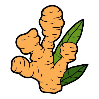 Vektör renk illüstrasyon, sebze, zencefil