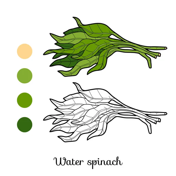 Coloring book, plant Water spinach — Stock Vector