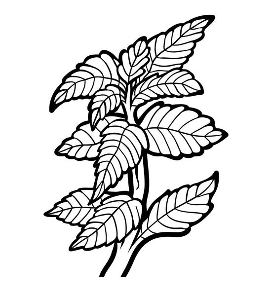 Omalovánky, rostlina, máta — Stockový vektor
