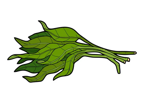 100,000 Water spinach Vector Images | Depositphotos