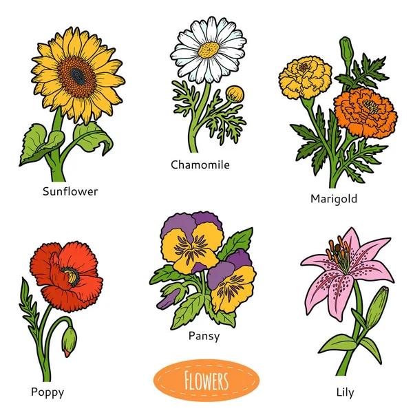 Insieme vettoriale di fiori, collezione di colori — Vettoriale Stock