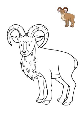 Boyama kitabı, Urial