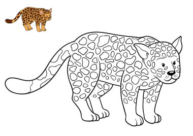 Boyama kitabı, Jaguar