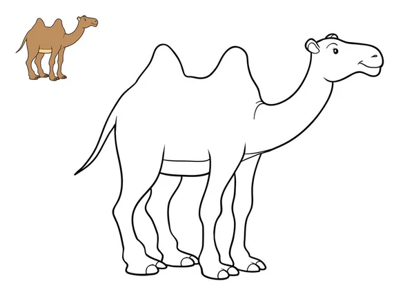 Målarbok, Camel — Stockfoto