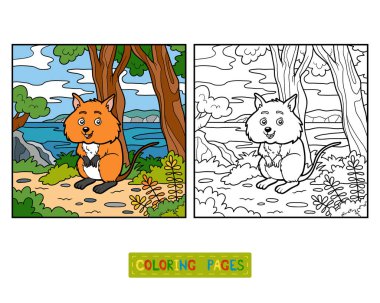 Boyama kitabı, Quokka
