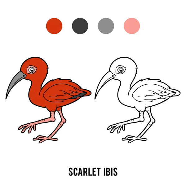 Libro para colorear, Ibis escarlata — Vector de stock