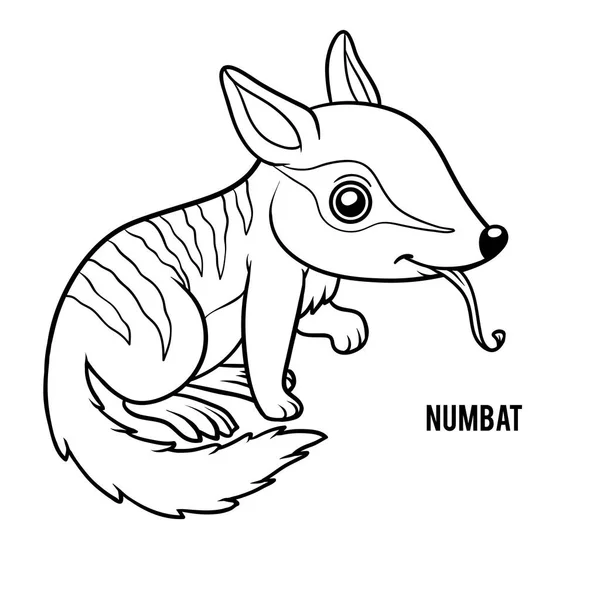 Coloring book, Numbat — Stock Vector