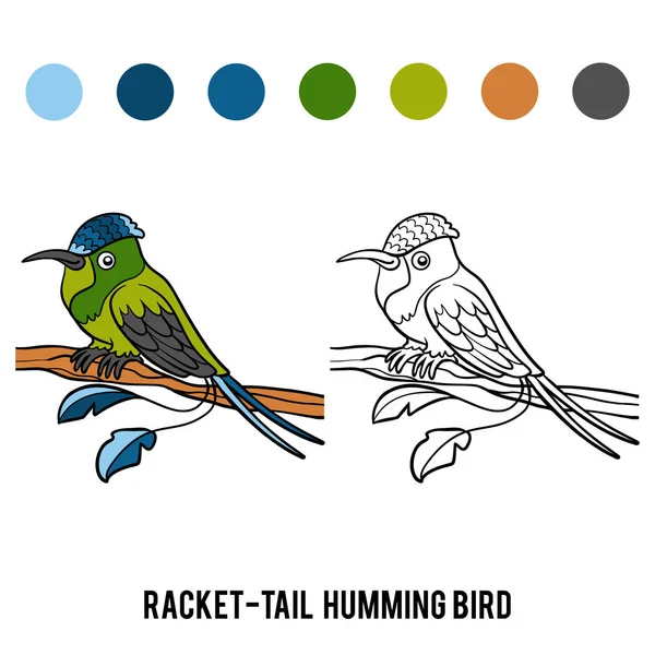 Coloring book, Racket-tail Hummingbird — Stock Vector