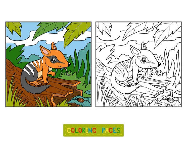 Livro para colorir para crianças, Numbat — Vetor de Stock