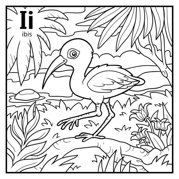 Libro da colorare, alfabeto incolore. Lettera I, ibis — Vettoriale Stock