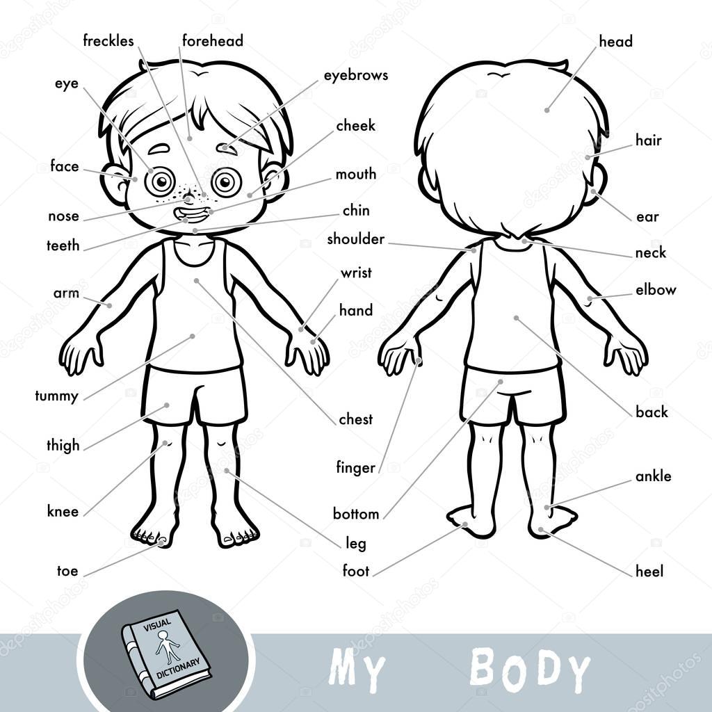 El cuerpo humano ilustrado para niños | Diccionario visual para niños