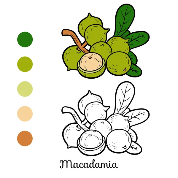 Libro para colorear, Macadamia — Archivo Imágenes Vectoriales