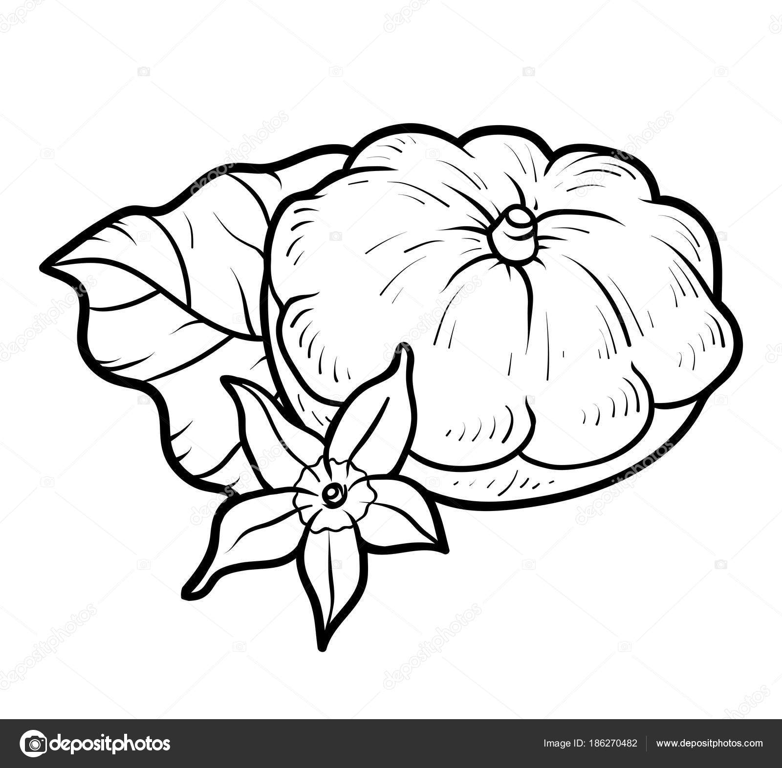 Libro da colorare di Pattypan — Vettoriali Stock © ksenya savva Libro da colorare per i bambini di Pattypan — Vettoriali di ksenya savva Trova immagini simili