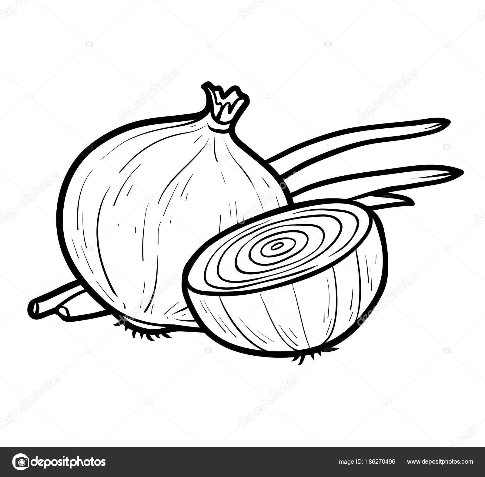 Coloring book, White onion Stock Vector by ©ksenya_savva 186270496, image size:1600x1572