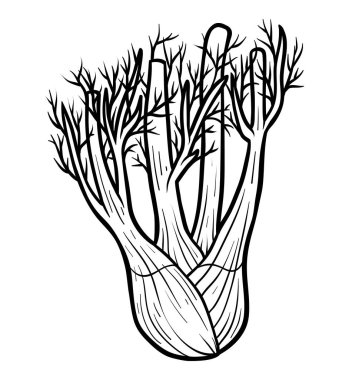 Boyama kitabı, rezene