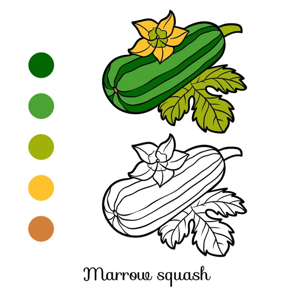 Coloring book, Marrow squash — Stock Vector
