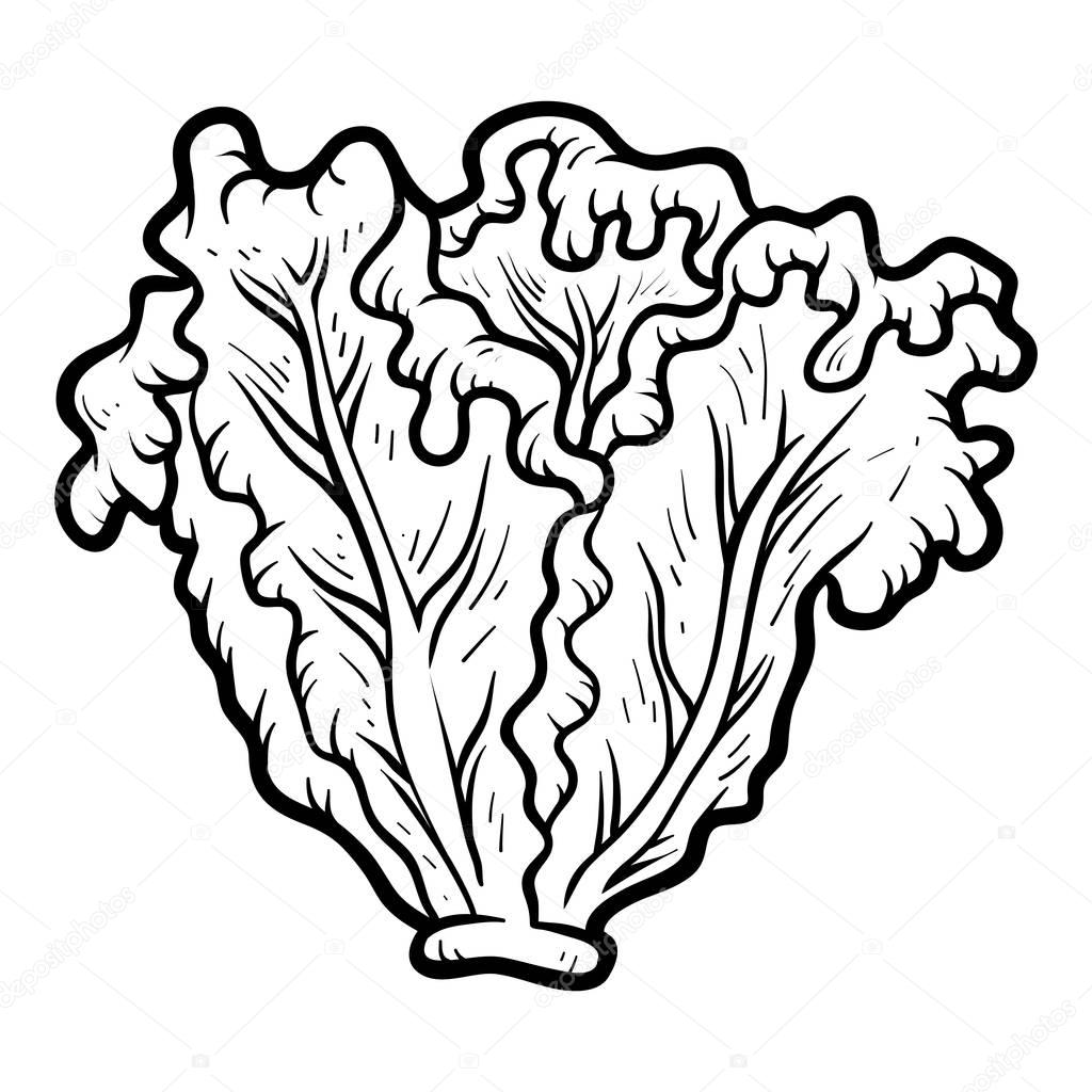 Lechuga Para Colorear