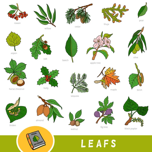 Conjunto de folhas e frutos, coleção de itens vetoriais da natureza com nomes em inglês —  Vetores de Stock