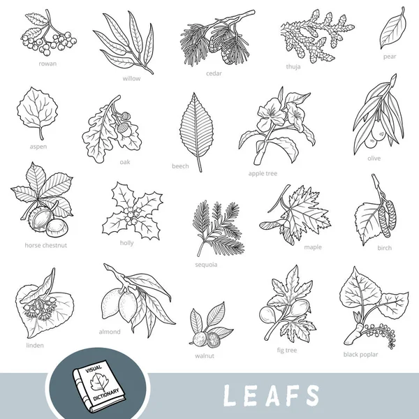 Conjunto preto e branco de folhas e frutas, coleção de itens da natureza com nomes em inglês —  Vetores de Stock