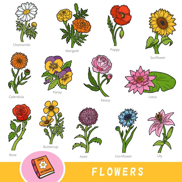 Conjunto de colores de flores, colección de artículos de la naturaleza con nombres en inglés — Archivo Imágenes Vectoriales