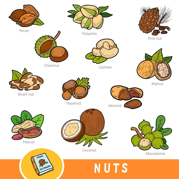 Kleurset van noten, collectie van natuurartikelen met namen in het Engels — Stockvector