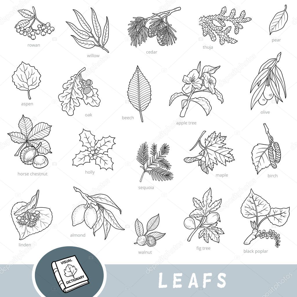 Black and white set of leaves and fruits, collection of nature items with names in English
