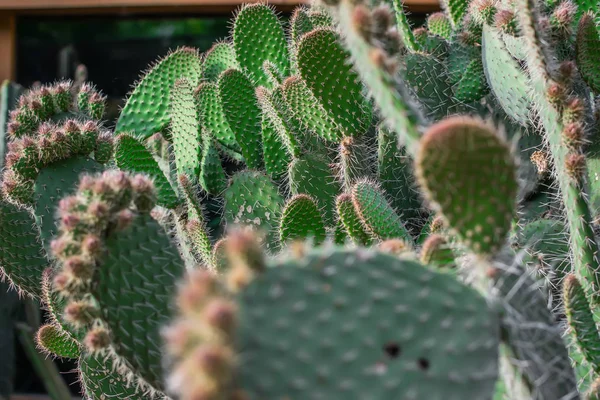 Home gardening, thickets of exotic cactus plants