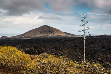 Timanfaya 'daki lav tarlası