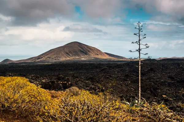 Timanfaya 'daki lav tarlası