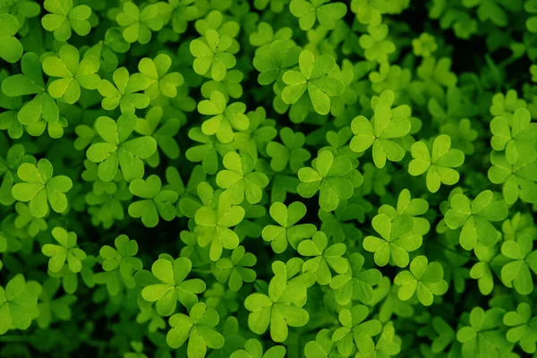 Yeşil yoncalar yonca tarlaları taze