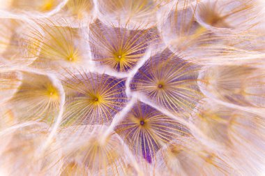 Bir karahindiba makro iğnesinin içinde.