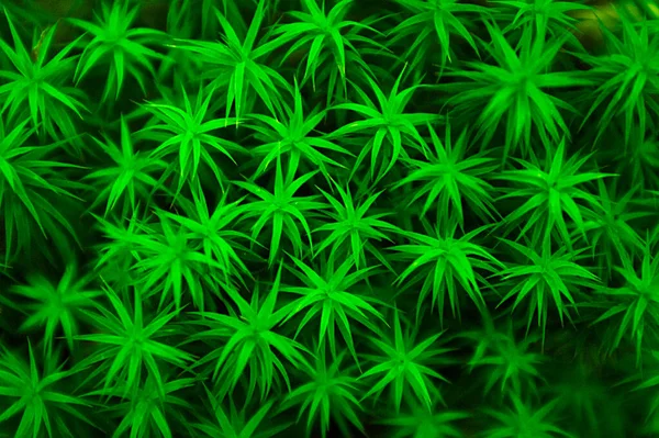 Yeşil bitki çekirdeği makro çekim