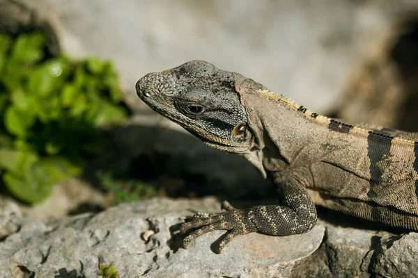 Meksika kıyısında iguana portresi