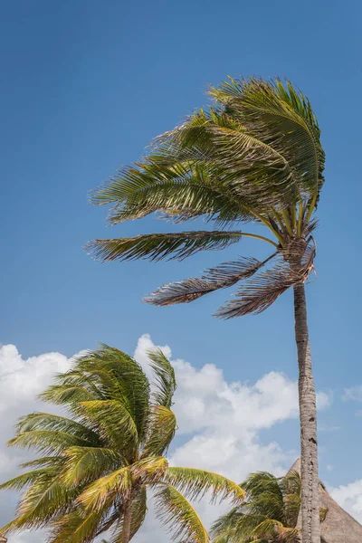 Pálmafák Karibi Tengerben — Stock Fotó