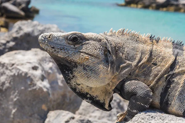 Iguana portrait at Mexico coast