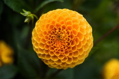 Çiçek detayı botanik bahçesi Dublin