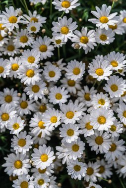 Çiçek detayı botanik bahçesi Dublin