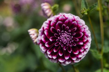Çiçek detayı botanik bahçesi Dublin