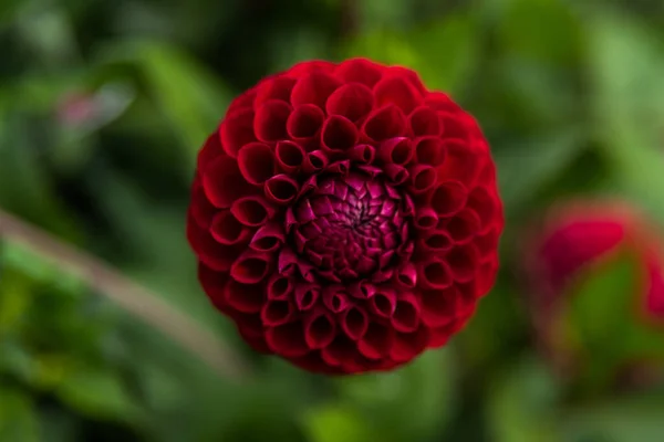 Blomma Detalj Botaniska Trädgården Dublin — Stockfoto