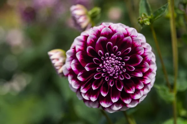 Çiçek detayı botanik bahçesi Dublin
