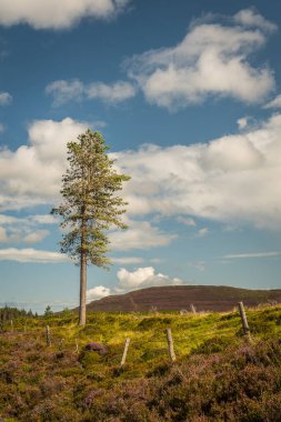 Güzel İrlanda 'daki Glendalough Vadisi